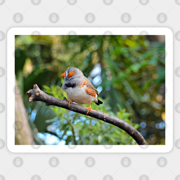 Zebra Finch Sticker by kchase